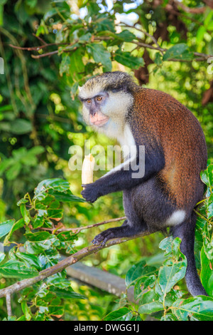 Mona Affe mit Banane im Dschungel Stockfoto