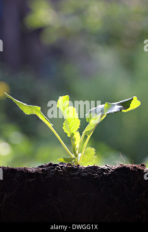 Gemüse sprießen von Collard in Hinterhof. Stockfoto