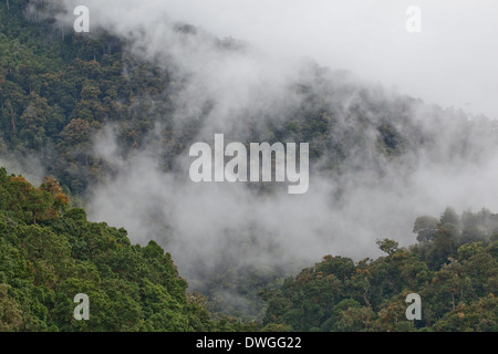 Primäre Nebelwald. Parques Nacional Chirripo. Cerro Chirripo 3800m. Limon. Im Südwesten. Costa Rica. Zentral-Amerika. Stockfoto