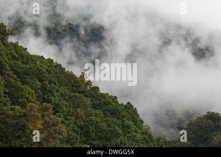 Primäre Nebelwald. Parques Nacional Chirripo. Cerro Chirripo 3800m. Limon. Im Südwesten. Costa Rica. Zentral-Amerika. Stockfoto