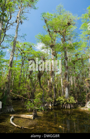 Wald der Sumpfzypresse (Taxodium Distichum) Big Cypress National Preserve, Florida, USA. Stockfoto