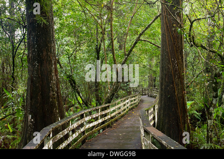 BOARDWALK durch uralten Wald kahle Zypresse (Taxodium Distichum), Corkscrew Swamp Audubon Sanctuary, Florida, USA Stockfoto