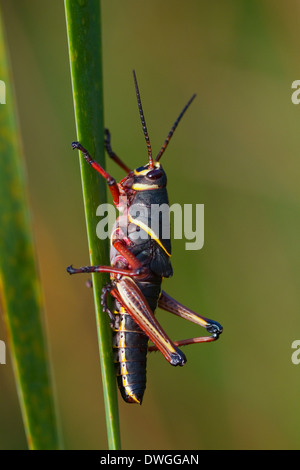 LÜMMEL GRASSHOPPER (Romalea Guttata) jung, Caloosahatchee Bäche zu bewahren, Fort Myers, Florida, USA Stockfoto