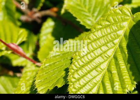 Nahaufnahme von frischen Pappel Blätter im Frühling. Stockfoto