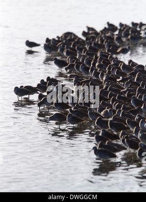 WILLET (Catoptrophorus semipalmatus) Herde, J.N. Ding Darling, Sanibel Island, Florida, USA. Februar Stockfoto