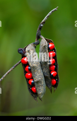 Krabbe Auge (Abrus Precatorius) Samenkapseln, Hickey Creek-Mitigation-Park, Florida, USA. Eingeführte Arten. Stockfoto