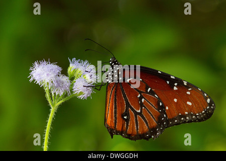 Königin Schmetterling (Danaus Gilippus) Fütterung an der Blume, Florida, USA. In Gefangenschaft Stockfoto