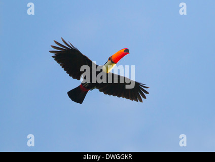 RIESENTUKAN (Ramphastos Toco) im Flug, Fisch River, Guyana, Südamerika. Stockfoto