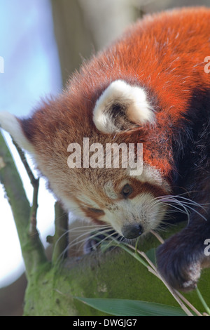 Rot oder kleinere Panda (Ailurus Fulgens). Mit Vorder Pfote und Ziffern Bambus halten ergeben sich während des Essens. Stockfoto