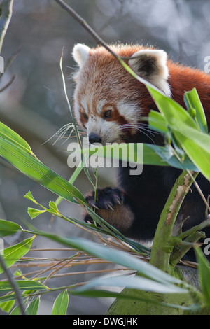 Rot oder kleinere Panda (Ailurus Fulgens). Mit rechten vorderen Pfote und Ziffern, Bambusrohr zu halten, während des Essens. Stockfoto