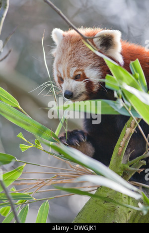 Rot oder kleinere Panda (Ailurus Fulgens). Mit rechten vorderen Pfote und Ziffern, Bambusrohr zu halten, während des Essens. Stockfoto