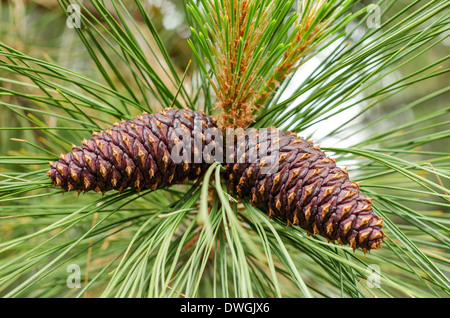 Closeup, Blick auf ein paar Tannenzapfen, die noch am Baum befestigt Stockfoto