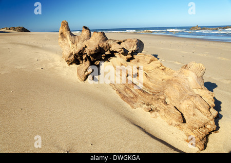 Großes Stück Treibholz am Strand von Lincoln City, Oregon Stockfoto