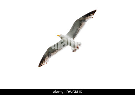 Fliegende Möwe mit Flügel ausgebreitet vor einem weißen Hintergrund geöffnet Stockfoto