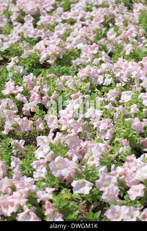 Leichte rosa Petunie im Blumen-Garten. Stockfoto