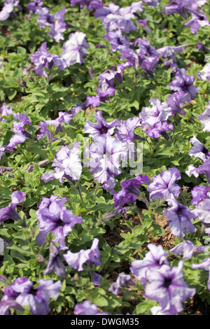 Violette Petunien in den Blumen-Garten. Stockfoto