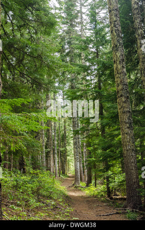 Durch hohen Kiefern in Oregon Trail Stockfoto