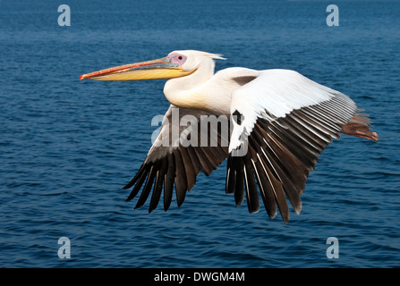 Ein großer weißer Pelikan (Pelecanus Onocrotalus) im Flug über das Meer in der Nähe der Küste von Namibia Stockfoto