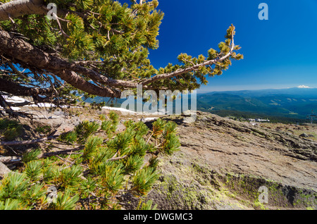 Wenig Wind zerschlagen, Pinie und Blick auf Mount Jefferson vom Mount Hood gesehen Stockfoto