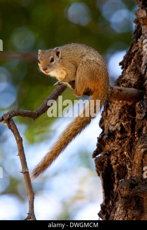 Afrikanischen Baum Eichhörnchen (Paraxerus Cepapi) in das Okavango Delta in Botswana Stockfoto