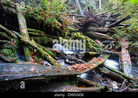 Ein Bach macht seinen Weg durch umgestürzte Bäume im Wald Stockfoto