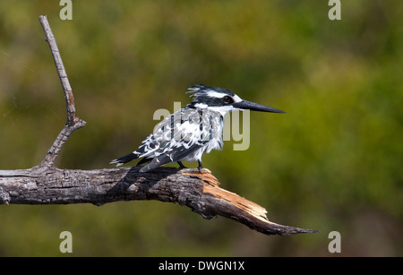 Ein Pied Kingfisher (Ceryle Rudis) in das Okavango Delta in Botswana Stockfoto