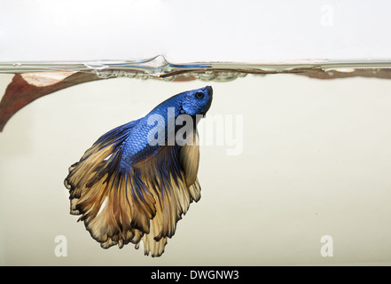 Blaue und goldene Drachenschuppe, Betta Splendons Fischen, oder siamesische Kampffische mit Schaumnest Stockfoto