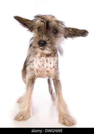 Entzückende Chinese Crested haarlose Welpen stehen isoliert auf weißem Hintergrund Stockfoto