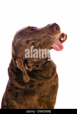 Chesapeake Bay Retriever Hund blickte mit Zunge hängen auf weißem Hintergrund Stockfoto