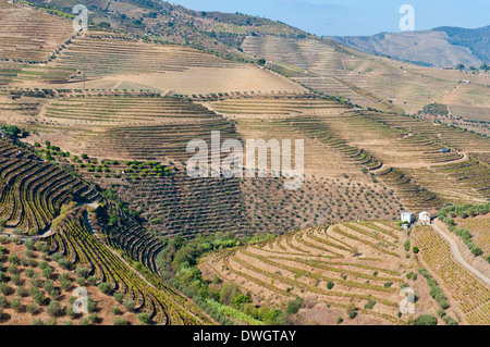 Weinregion Alto Douro Stockfoto