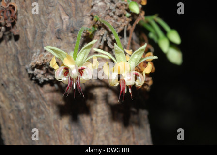 Kakao-Blumen Stockfoto