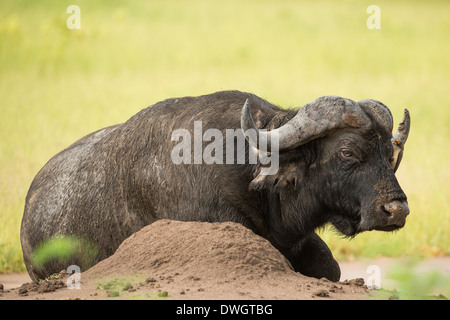 Afrikanischer Büffel-Platzhirsch (Syncerus Caffer) mit rot-billed Oxpecker (Buphagus Erythrorhynchus) Stockfoto