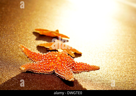 some seastars on the shore of a beach illuminated by a sunbeam Stockfoto