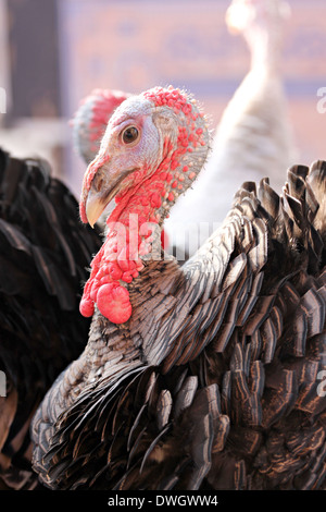 Der Schuss in den Kopf der männlichen Türkei. Stockfoto