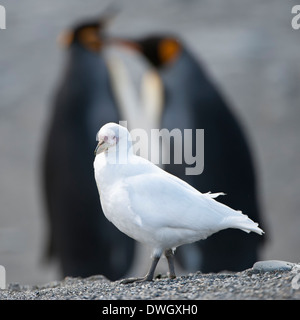 Verschneiten Scheidenschnabel Stockfoto