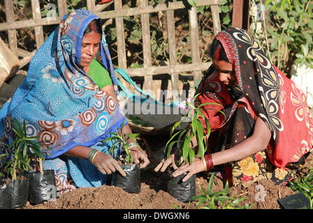 Bailey Road, Patna, Bihar, Indien, 8. März 2014. Frauen Arbeit arbeiten in Plantage Gärtnerei am internationalen Frauentag.  Foto von Rupa Ghosh/Alamy Live-Nachrichten. Stockfoto