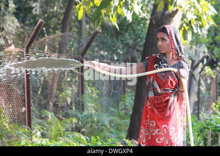 Bailey Road, Patna, Bihar, Indien, 8. März 2014. Frauen Arbeit arbeiten in Plantage Gärtnerei am internationalen Frauentag.  Foto von Rupa Ghosh/Alamy Live-Nachrichten. Stockfoto