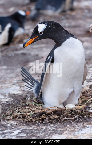 Gentoo Penguin Stockfoto