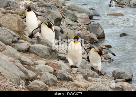 Königspinguin Stockfoto