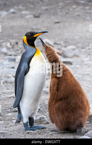 Königspinguin Stockfoto