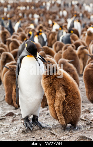 Königspinguin Stockfoto