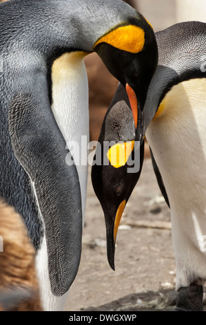 Königspinguin Stockfoto