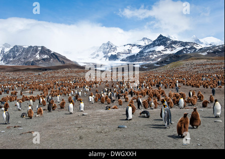 Königspinguin Stockfoto