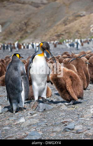 Königspinguin Stockfoto