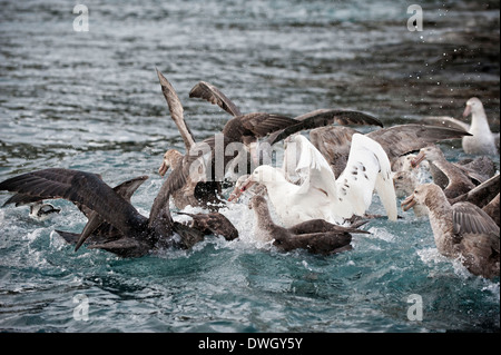 Southern Giant Petrel Stockfoto