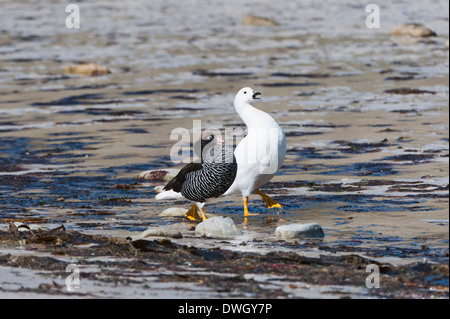 Seetang-Gans Stockfoto