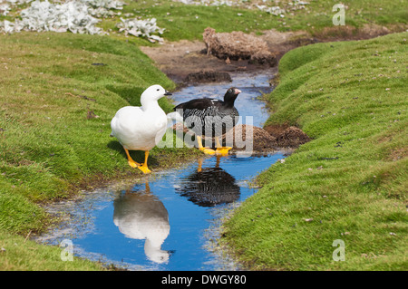 Seetang-Gans Stockfoto