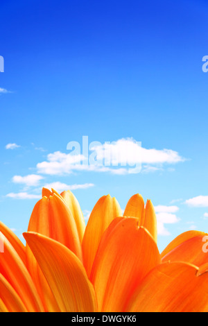 Daisy Blume vor blauem Himmel mit Wolken Stockfoto