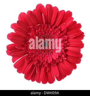 Rote Daisy Blume isoliert auf weißem Hintergrund Stockfoto