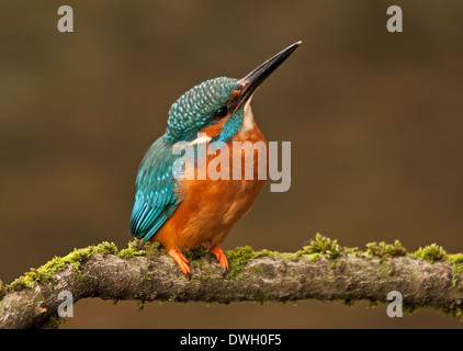 Eisvogel urban Alcedo Atthis Eorope Europäischen Stockfoto